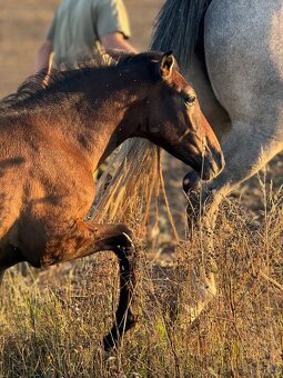 Lusitano hřebec PSL 2025 TOP drezurní linie - 13