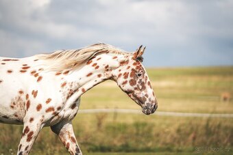 Nádherná klisna sportovního knabstruppera - 13
