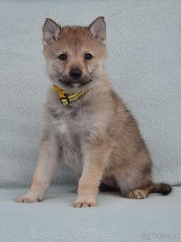 Československý vlčák - 13