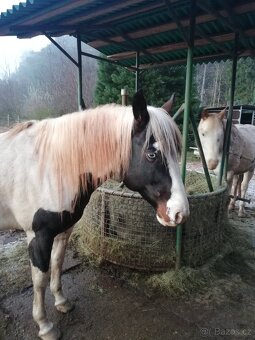 Připouštění homozygot. hřebci APH a Appaloosa - 13