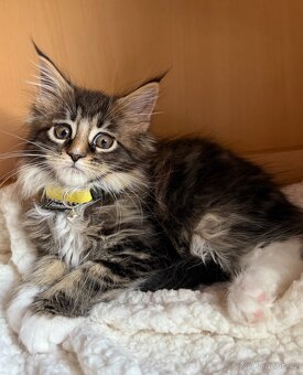 Mainská mývalí koťata - MCO - 13