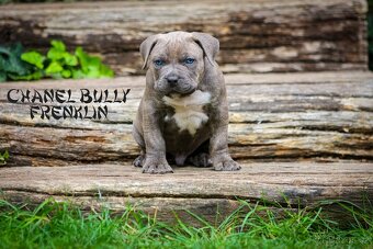 American bully XL/XXL - 13