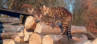 Kočka bengálská - 13