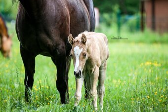 Pripúšťanie QH Palomino  -reining - 13