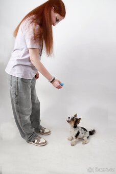 FOTOGRAFOVÁNÍ domácích mazlíčků - 13