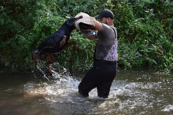 Dobrman - kvalitní štěňata s PP - 13