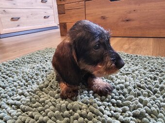 Jezevčík drsnosrstý standard POSLEDNÍ VOLNÁ FENKA - 13