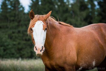 AQH/APH sorrel overo klisna - 13