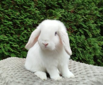 Zakrslý beránek, králíček, králík - NOAH - 13