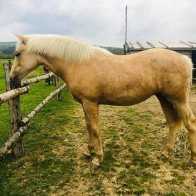 Připouštění - plemenný hřebec AQH buckskin SM MITO COMMANDER - 13