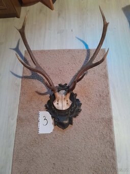 Prodám parohy - 13