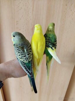 Prodám mladé andulky po vylétnutí z budky - 13