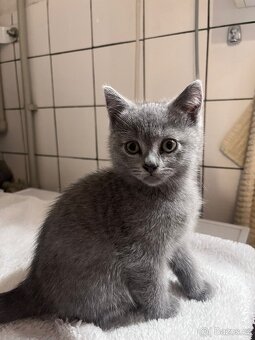 Britská modrá koťátka - 13