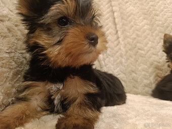 York Yorkšírský teriér úžasná štěňátka Podívejte se na video - 13