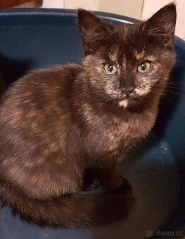 Darujeme koťátka - 13