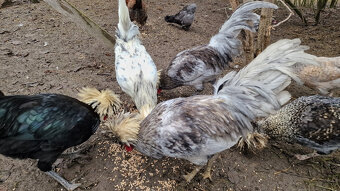 Kohouti Holanďanky, Hedvábničky - 13