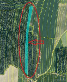 Prodám lesní pozemky v k.ú. Nesměň u Ločenic - 13