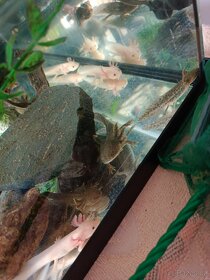 Axolotl Mexický - 13