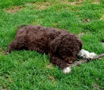 Lagotto romagnolo ( italský vodní pes) - 13