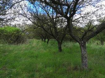 Prodej sadu, 22 292 m², Hustopeče u Brna - 13