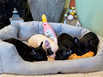Francouzský buldoček – štěňátka - 13