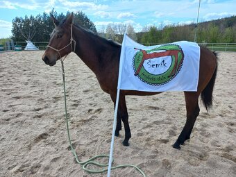 Appaloosa klisna - 13