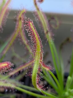 Rosnatka kapská, Drosera capensis - 13