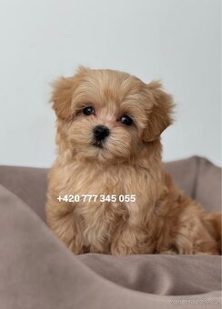 Maltipoo F1 caramel 3 měsíce 1500€‼️ Momi - 13