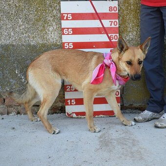 Krásna ovčanda Boženka k adopci - 13