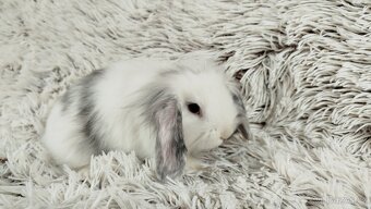 Zakrslý beránek, králíček, králík - MINDY - 13