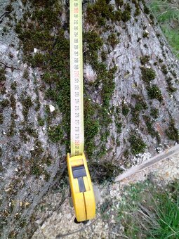 Kmeny ořešáku 104-140cm obvod ořešák - 13