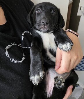 Štěňata k rezervaci - Rhodéský ridgeback × Border kolie - 13