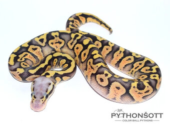 NOVĚ SNÍŽENÉ CENY  - Krajta královská (python regius) - 13