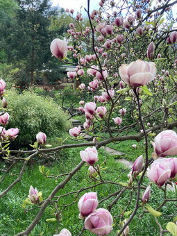 Celoročně obyvatelná chata Brno-Jundrov - 13