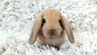 Zakrslý beránek, králíček, králík - JIJI - 13