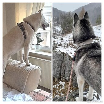 Sibírsky husky hasky - 13