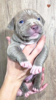American Bully XL (reg. ABKC) Modrá a Šampaň štěňátka - 13
