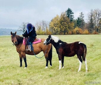 2,5 letá APH klisna - 13