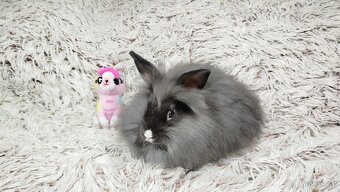 Zakrslý králík, králíček - HOLLY - 13