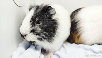 Zakrslý beránek, králíček,6- BARČA A BOBINKA - 13