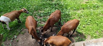 Beránek, beran kamerunský, ovce kamerunská - 13