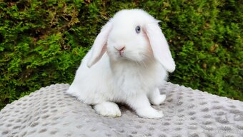 Zakrslý beránek, králíček, králík - TYMIÁN - 13