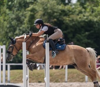 Klisna hafling - pony B do sportu - 13