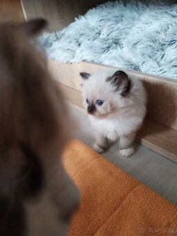 Koťátka s PP plemena Ragdoll - 13