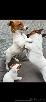 Jack Russel Terier - 13