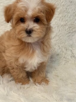 Maltipoo - 13