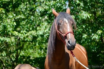 Lusitano klisna nar. 5/2024 - 13