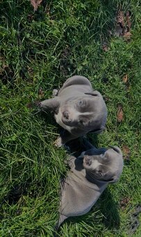 🐾 Americký stafordšírský teriér – modrá štěňátka Bibi a Oli - 13