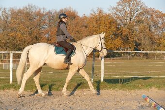 Tříletý Kinský valach - 13