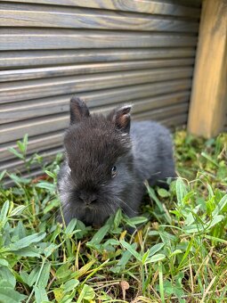 Zakrslý králík - mláďata k odběru - 13